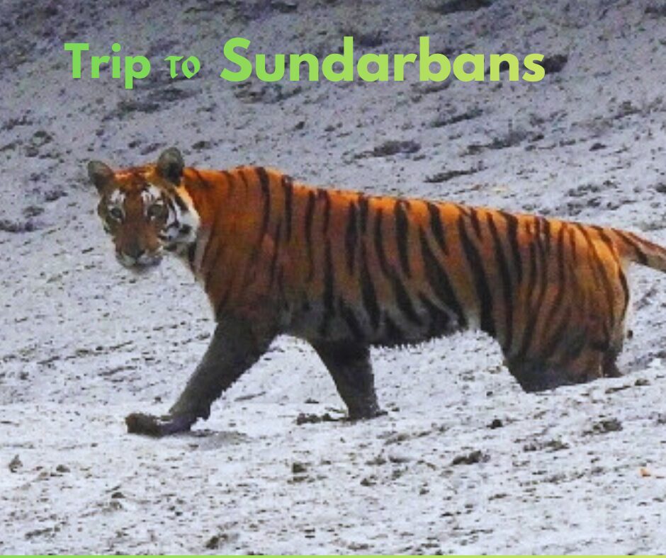 Sundarban tour package
