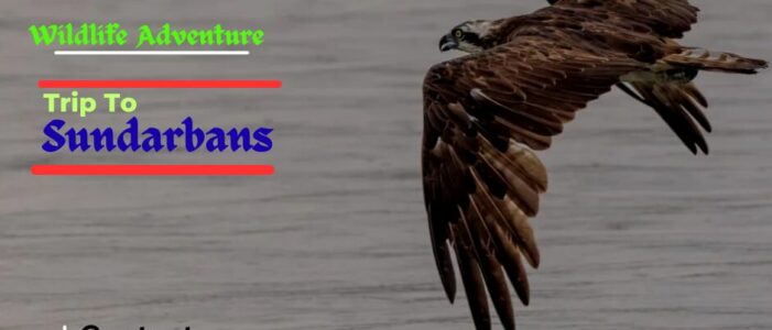 Trip To sundarbans sundarban tour package