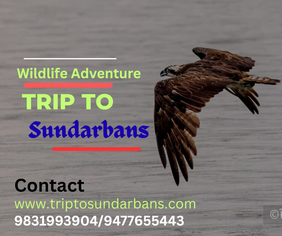 Trip To Sundarbans sundarban national park India
