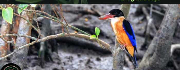 sundarban package 2 nights 3 days sundarban package 2 nights 3 days