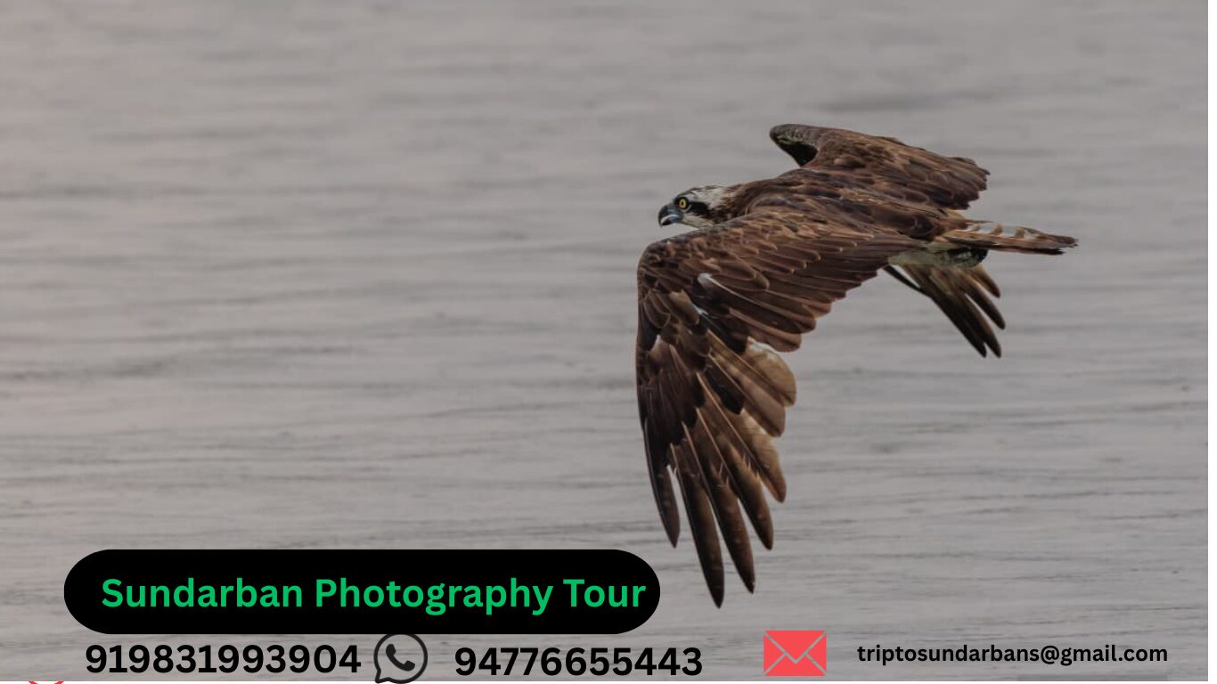 Sundarban wildlife Photography Tour Sundarban wildlife Photography Tour