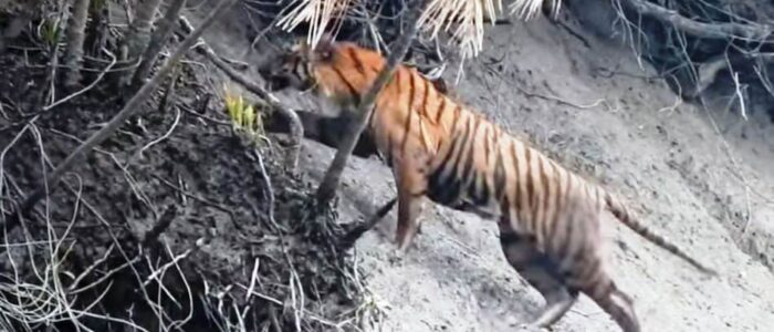 sundarban tiger sundarban tour package