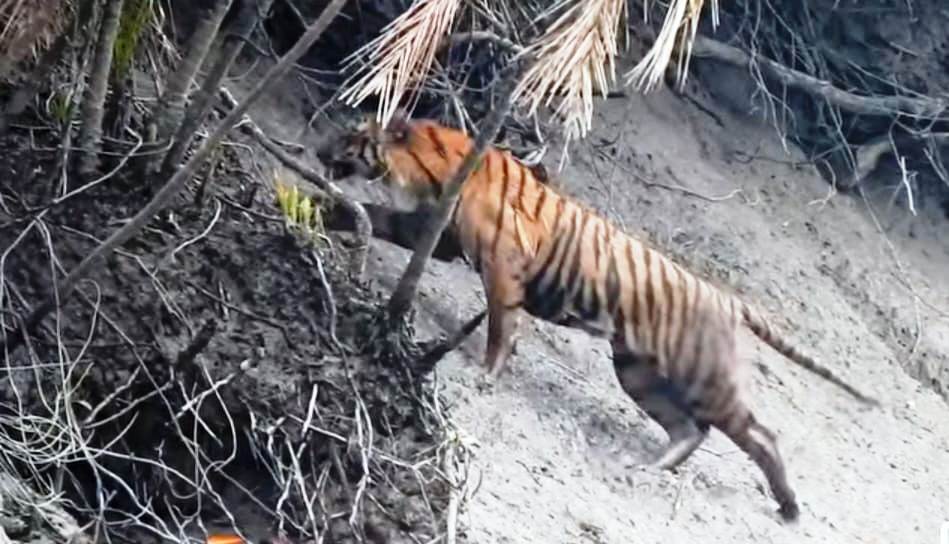 sundarban tour package