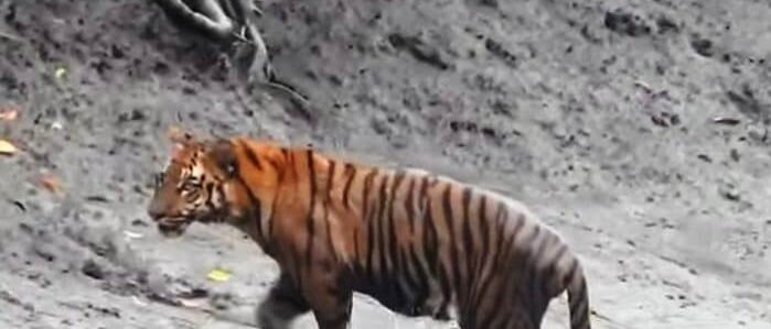 sundarban tiger sundarban premium tour package