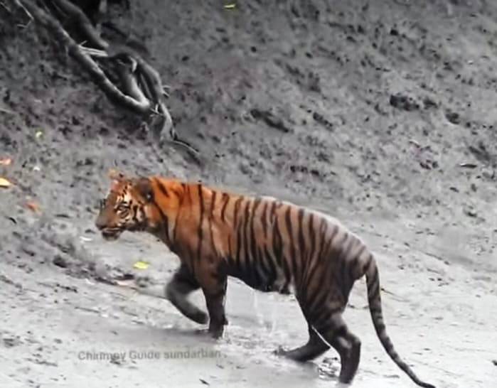 sundarban premium tour package