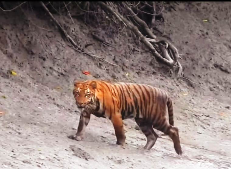 sundarban tour package