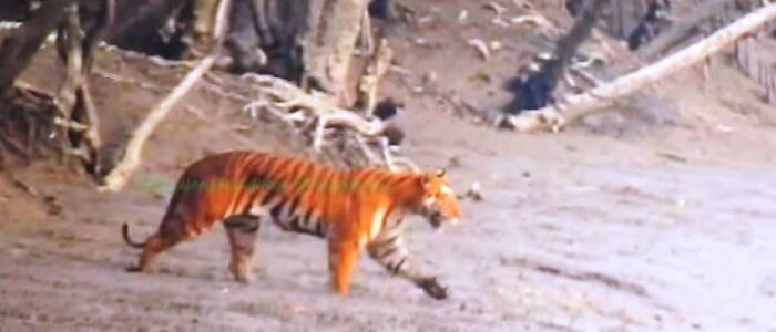 sundarban tiger sundarban tour package