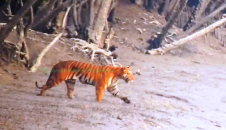sundarban tour package