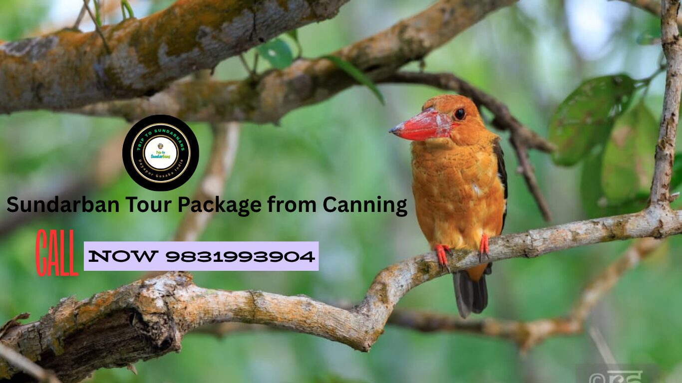 sundarban tour package from Canning