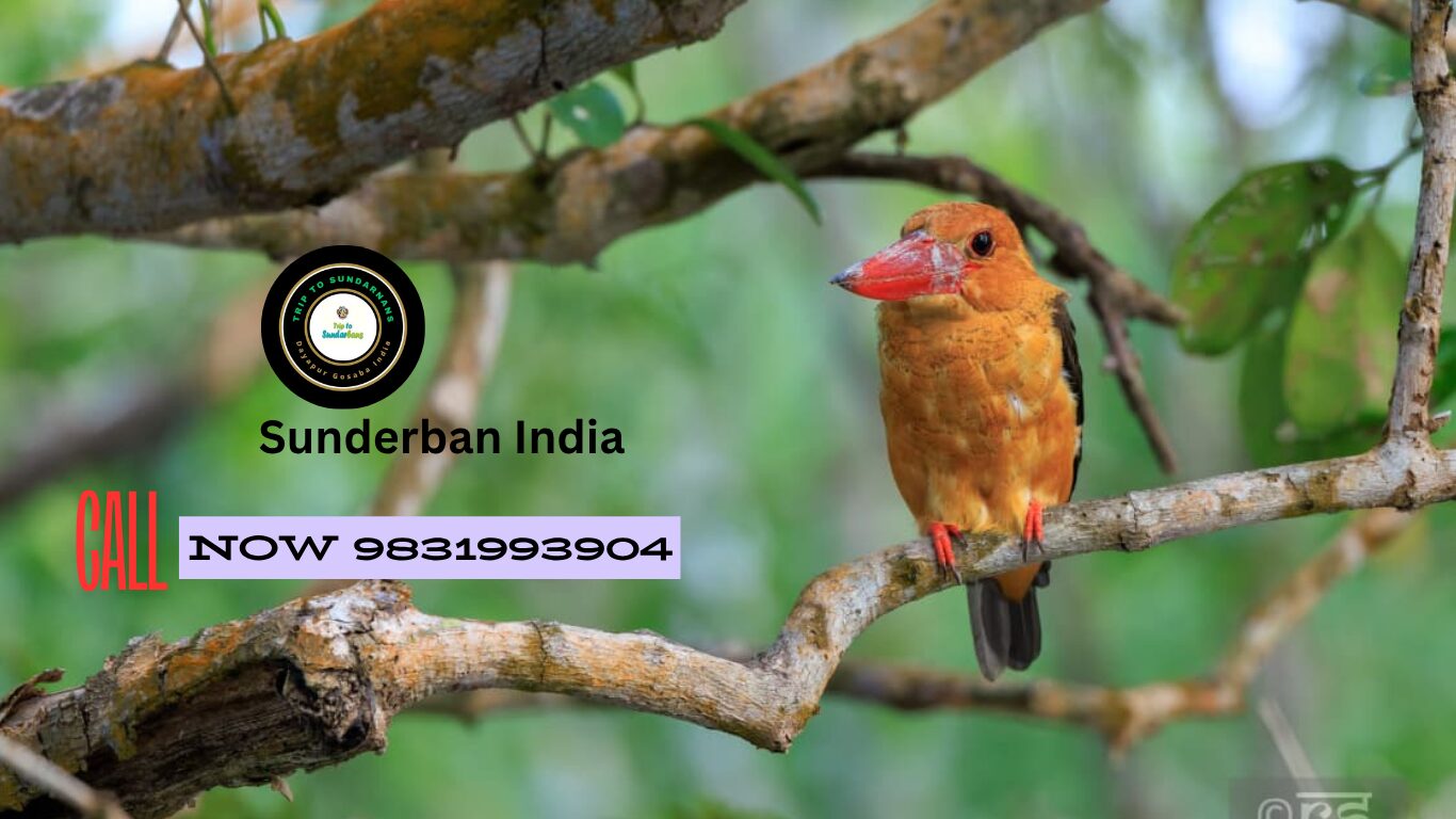 sunderban india sunderban india