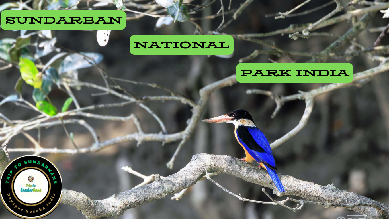 1 day sundarban tour package 1 day sundarban tour package