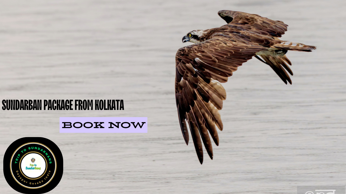 Sundarban package from kolkata sundarban package from kolkata