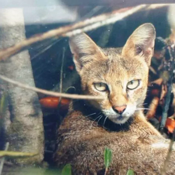 sundarban tour package