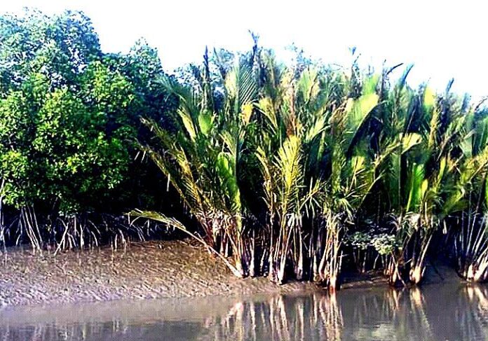 sundarban core zone package