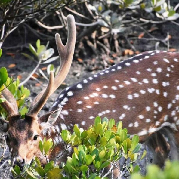 sundarban tour package