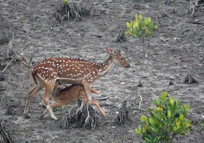 Sundarban Tour 1 Night 2 Days