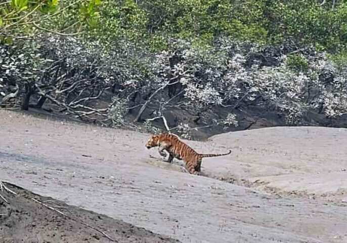 day tour sundarban package