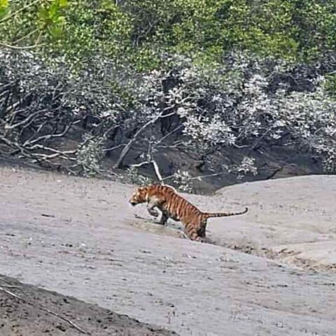 day tour sundarban package