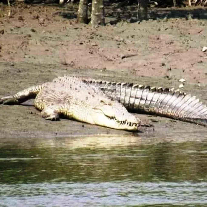 sundarban tour package