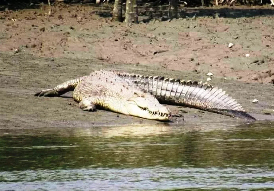 sundarban tour package