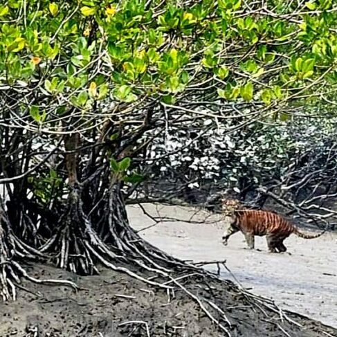 sundarban tour package