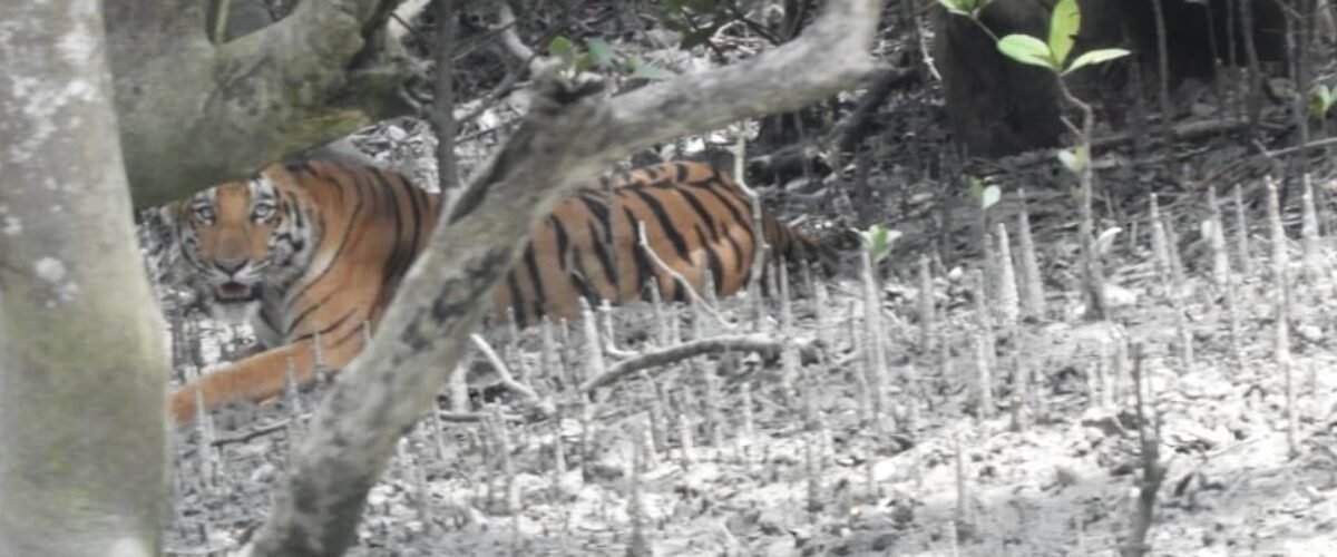 sundarban- mistery and danger