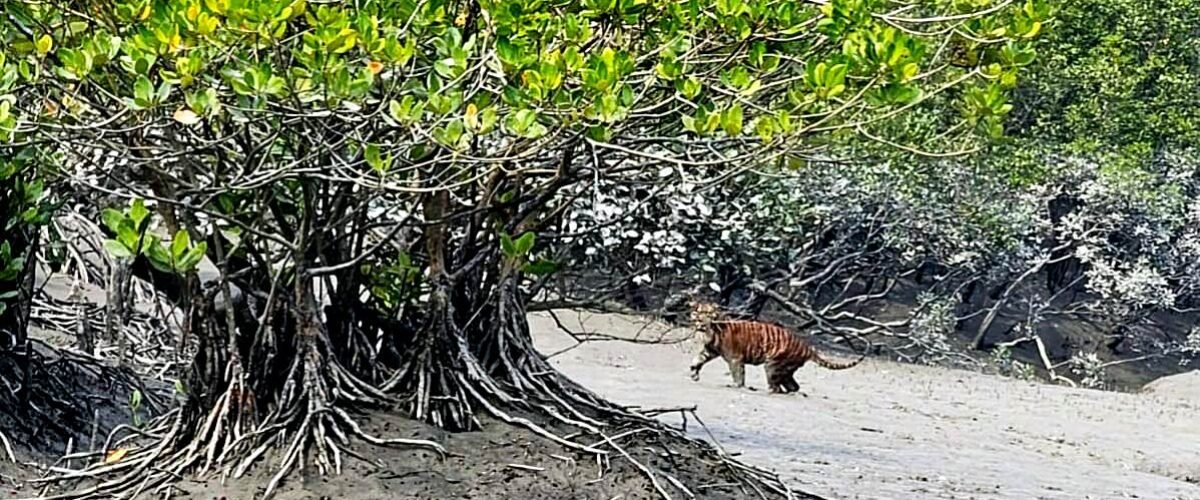 Visitors information sundarban